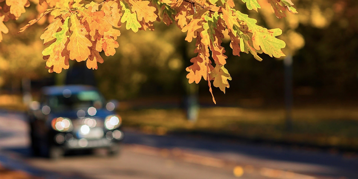 Car and fall leaves