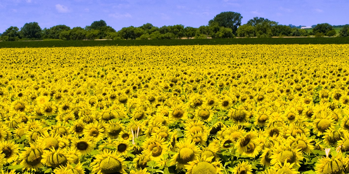 sunflowers